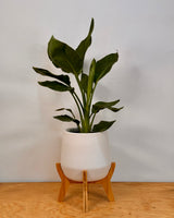 Tubbie Ceramic Planter with Stand