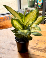Dieffenbachia ‘Tropic Marianne’ (Dumb Cane) - Plant Daddy