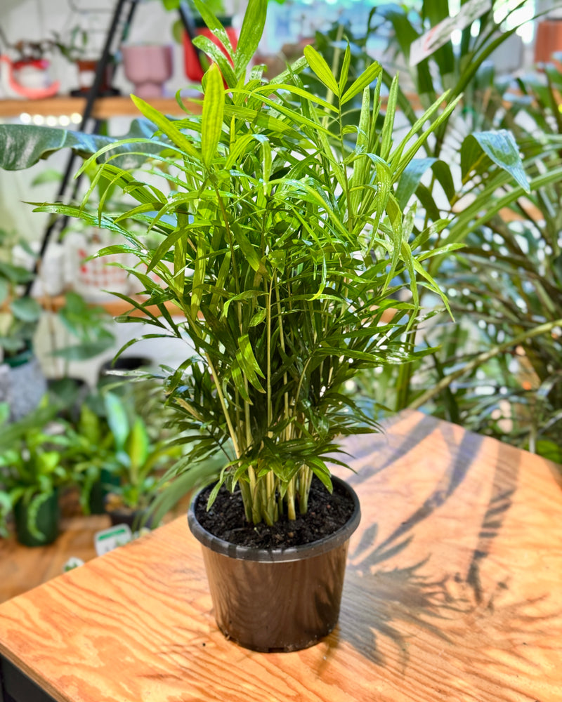 Chamaedorea elegans (Parlour Palm)
