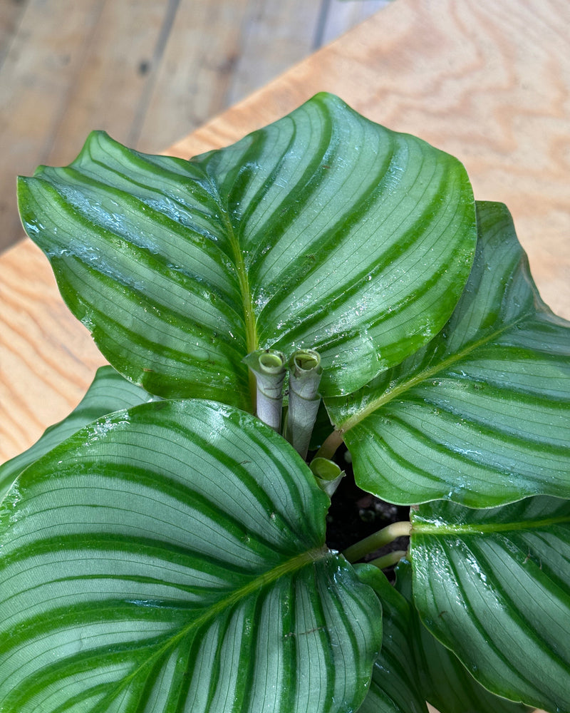 Calathea orbifolia - Plant Daddy