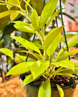 Hoya pubicalyx