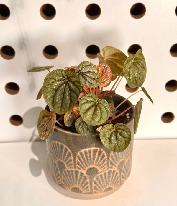 Fossil Ceramic Planter Potted With Peperomia Pink Lady