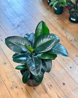 Ficus elastica ‘Robusta’