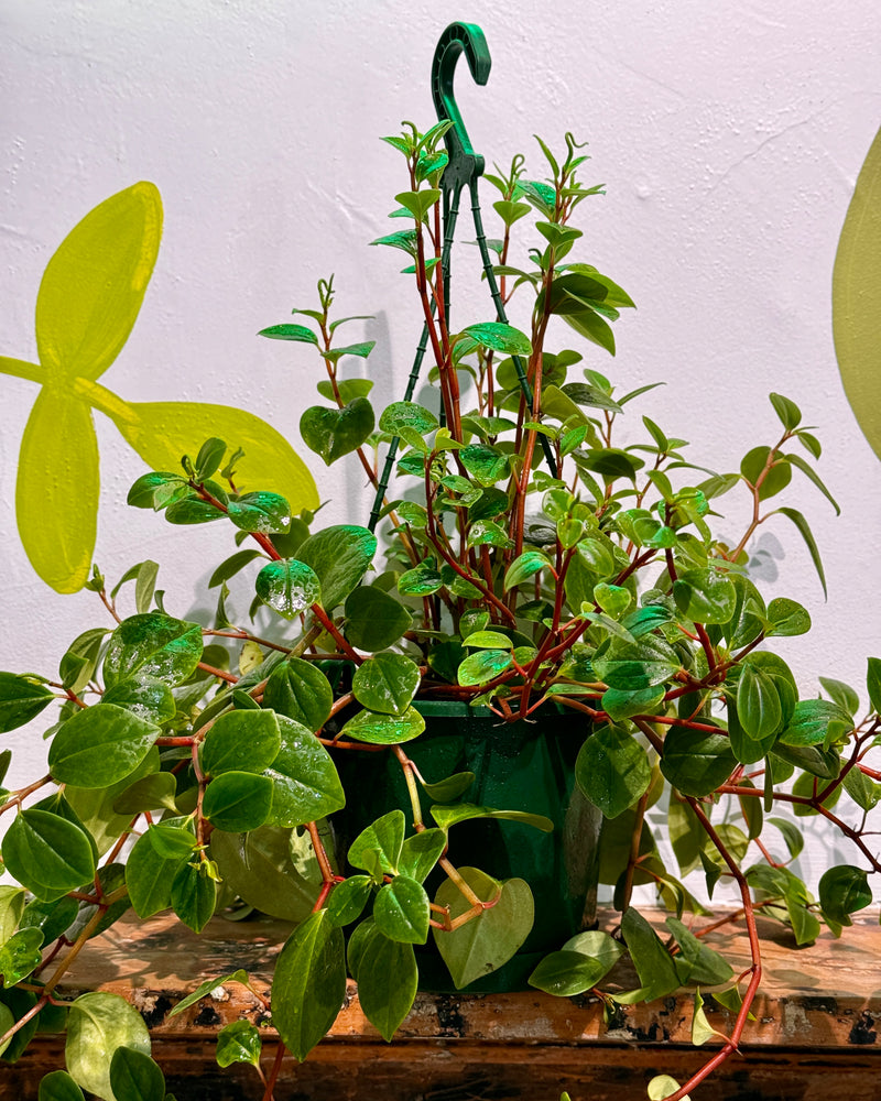 Peperomia cubensis