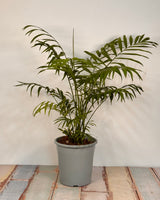 Chamaedorea elegans (Parlour Palm) - Plant Daddy