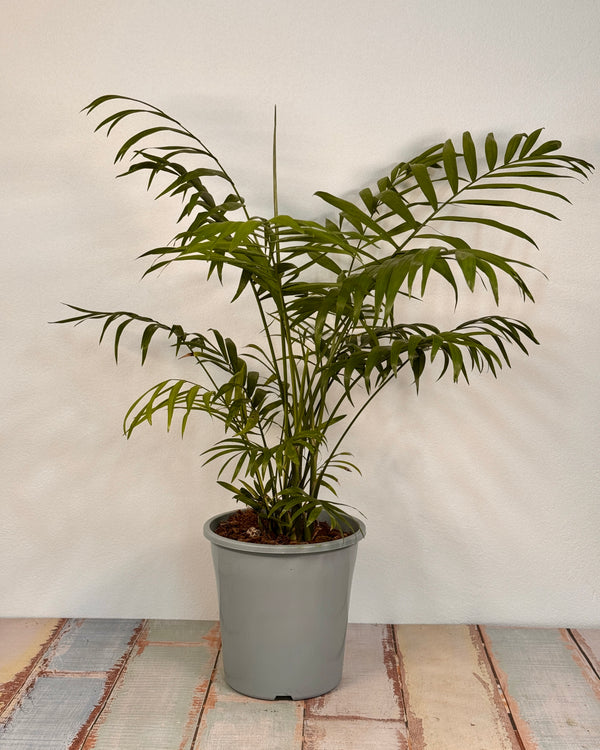 Chamaedorea elegans (Parlour Palm) - Plant Daddy