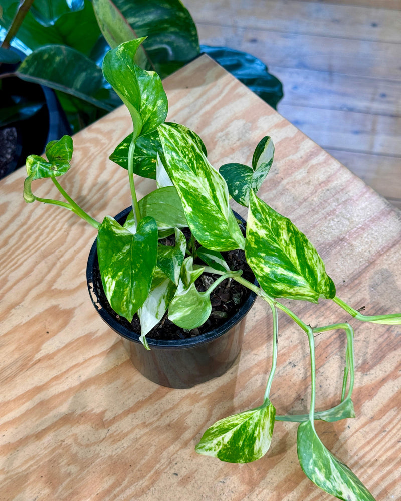 Epipremnum aureum 'Devils Ivy/Golden Pothos' - Plant Daddy