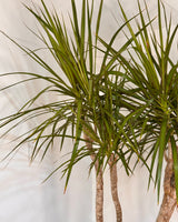 Dracaena marginata (Semi-sculpted) - Plant Daddy