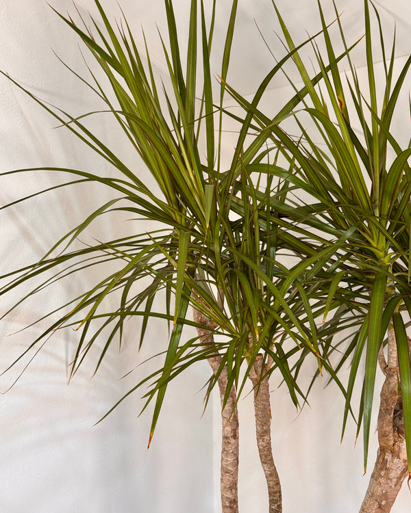 Dracaena marginata (Semi-sculpted) - Plant Daddy