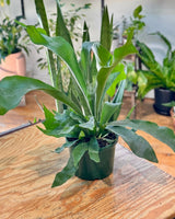 Platycerium bifurcatum - Plant Daddy