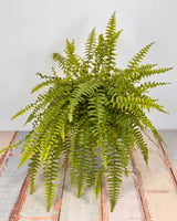 Nephrolepis exaltata (Boston Fern) - Plant Daddy