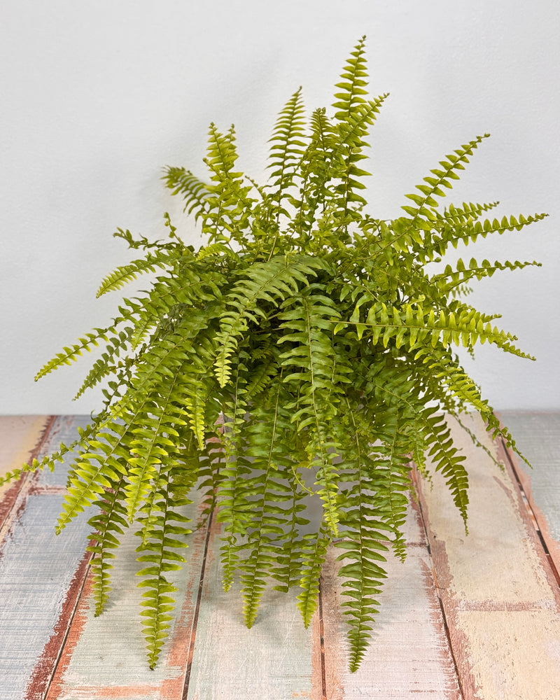 Nephrolepis exaltata (Boston Fern) - Plant Daddy