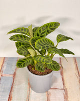 Calathea 'Zebrina' - Plant Daddy