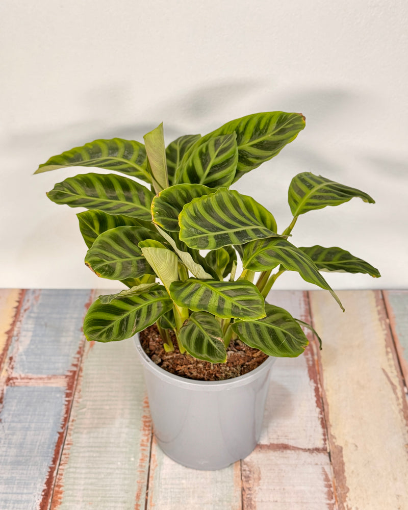 Calathea 'Zebrina' - Plant Daddy