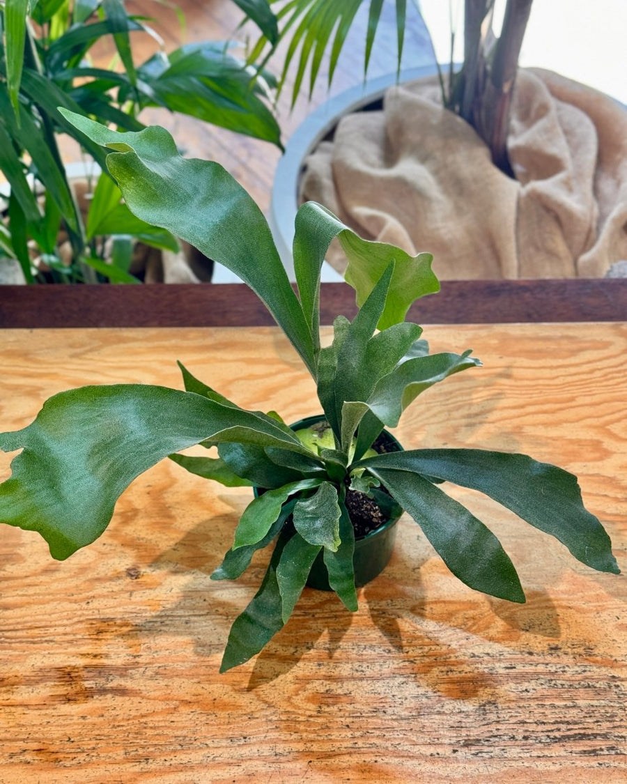 Platycerium bifurcatum 'Netherlands' - Plant Daddy