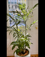 Chamaedorea seifrizii (Bamboo Palm) - Plant Daddy