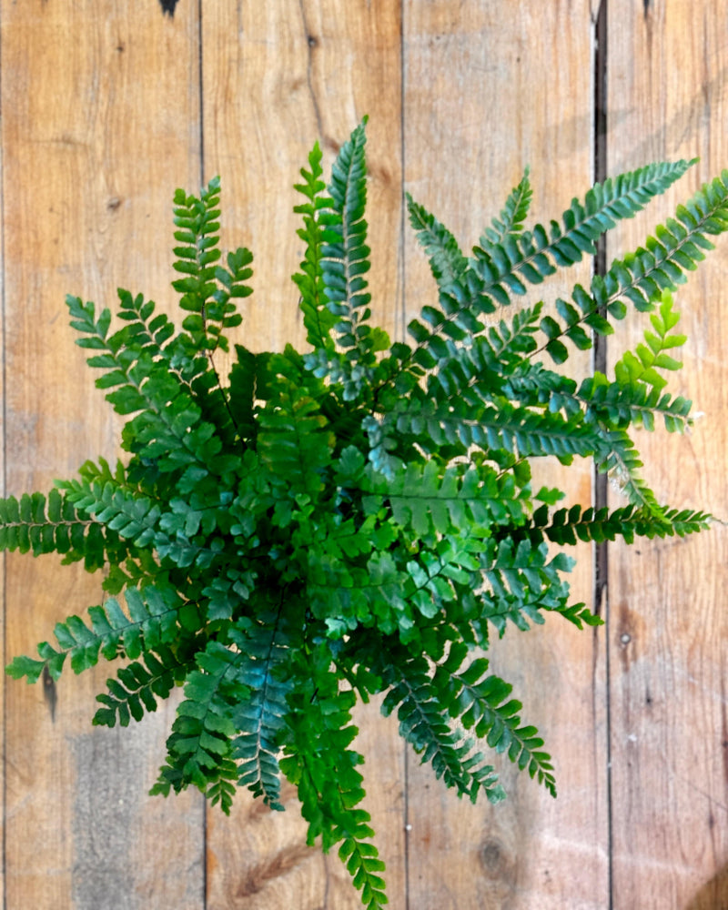 Adiantum hispidulum (rough maidenhair)