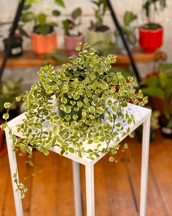 Ficus pumila ‘Ice Caps’ (Variegated creeping fig) - Plant Daddy