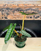 Philodendron billietiae