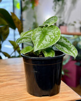 Scindapsus pictus ‘Exotica’ (Satin Pothos) - Plant Daddy