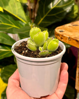 Cotyledon ‘Bears Paw’