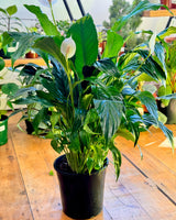 Spathiphyllum cv. (Peace Lily) - Plant Daddy