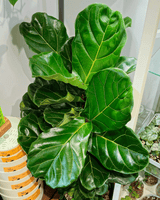 Ficus lyrata (Fiddle Leaf Fig) - Plant Daddy