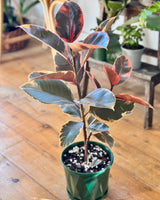 Ficus elastica ‘Ruby’ (Rubber plant)