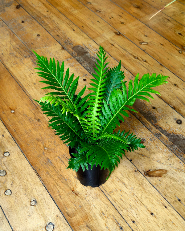 Blechnum gibbum ‘Silver Lady’ (Dwarf Tree Fern)