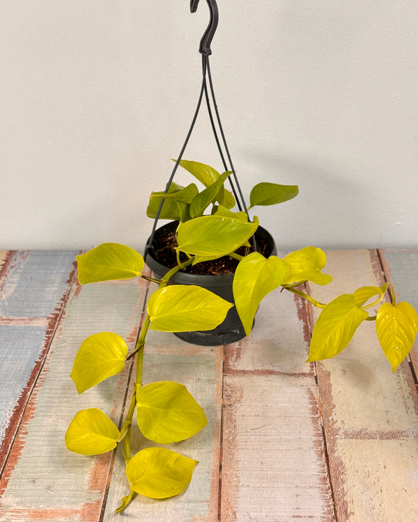 Epipremnum aureum ‘Neon’ (Goldilocks Pothos) - Plant Daddy