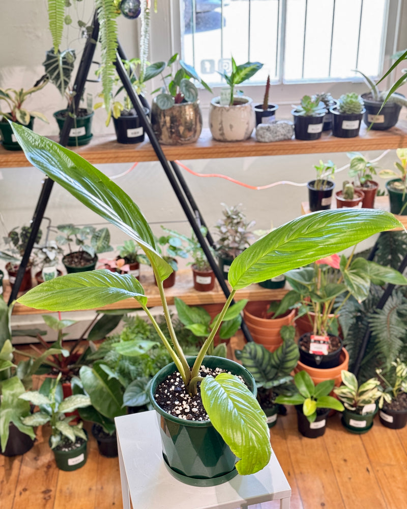 Tacca chantrieri (Black Bat plant) - Plant Daddy