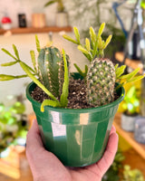 Mini Garden - Homemade - Plant Daddy
