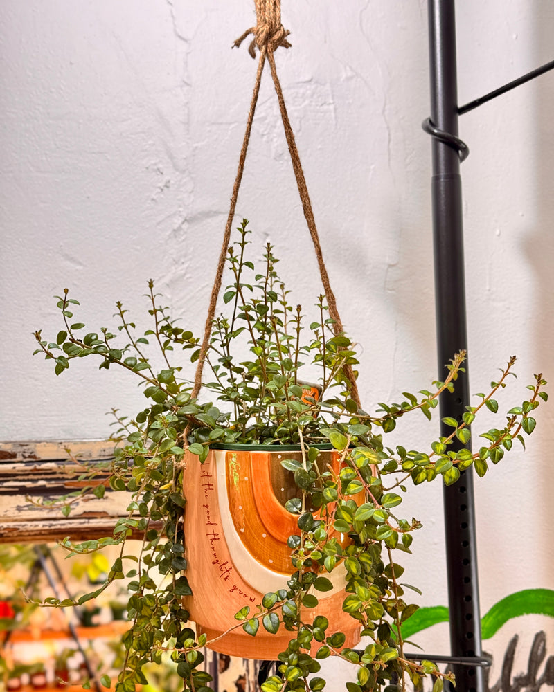 Lets Bloom Ceramic Hanging Planter - Plant Daddy