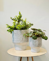 Pedestal Ceramic Pot - Plant Daddy