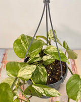 Epipremnum ‘Marble Queen’ - Plant Daddy