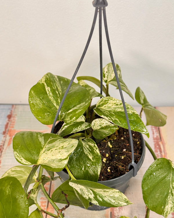 Epipremnum ‘Marble Queen’ - Plant Daddy