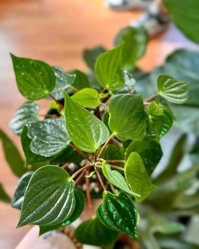 Peperomia meridiana - Plant Daddy