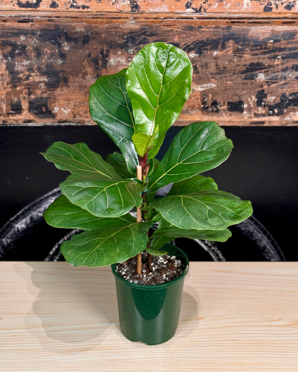 Ficus lyrata (Fiddle Leaf Fig)