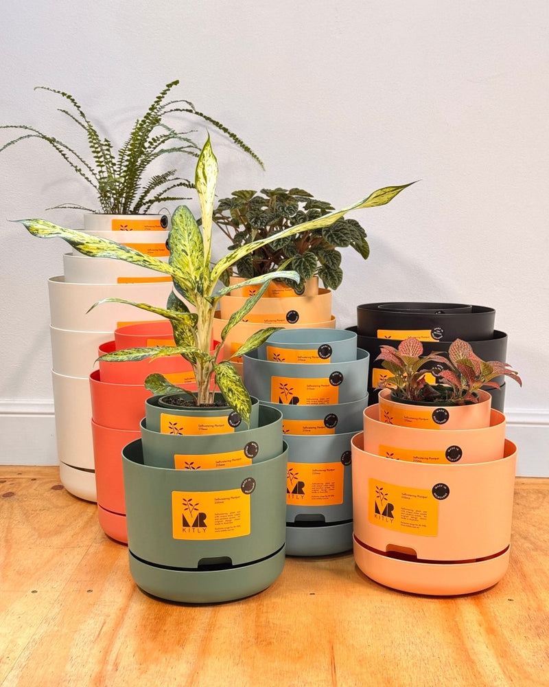 mr kitly self-watering plant pot Selfwatering Plantpot by Mr. Kitly & Decor