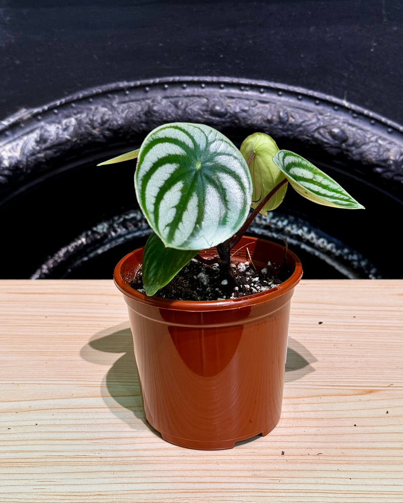 Peperomia argyreia 'Watermelon Peperomia'