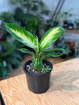 Dieffenbachia Tropic Marianne (Dumb Cane Plant)