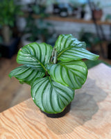 Calathea orbifolia - Plant Daddy