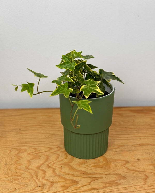 Hedera helix 'Cascade' - Plant Daddy
