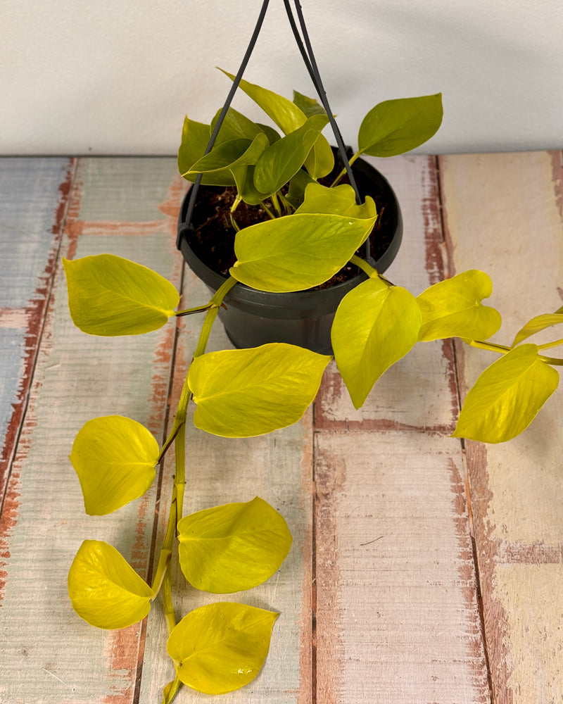 Epipremnum aureum ‘Neon’ (Goldilocks Pothos) - Plant Daddy
