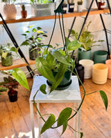 Epipremnum pinnatum ‘Dragon Tail’ - Plant Daddy