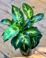 Dieffenbachia ‘Compacta' Dumb Cane