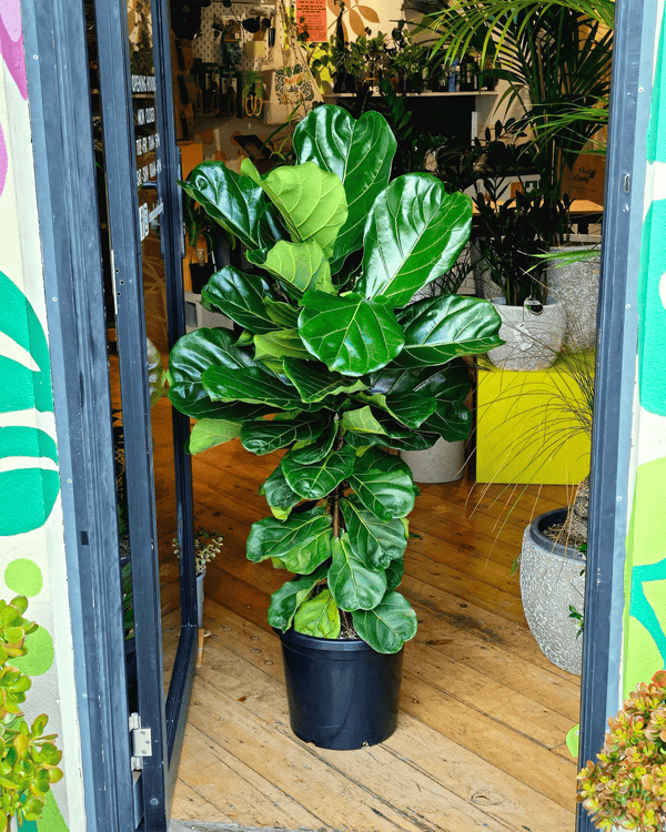 Ficus lyrata (Fiddle Leaf Fig) - Plant Daddy