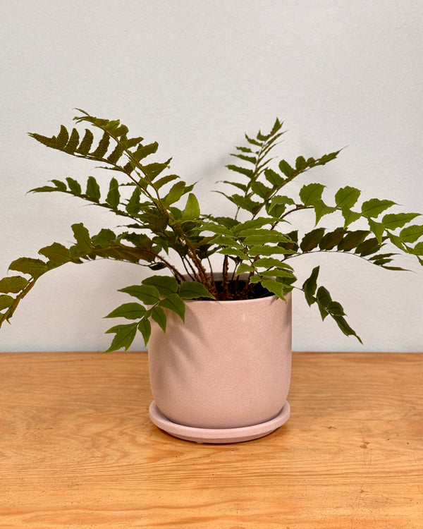 Tempo Ceramic Planter - Plant Daddy