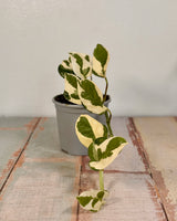 Epipremnum aureum ‘Snow Queen' - Plant Daddy