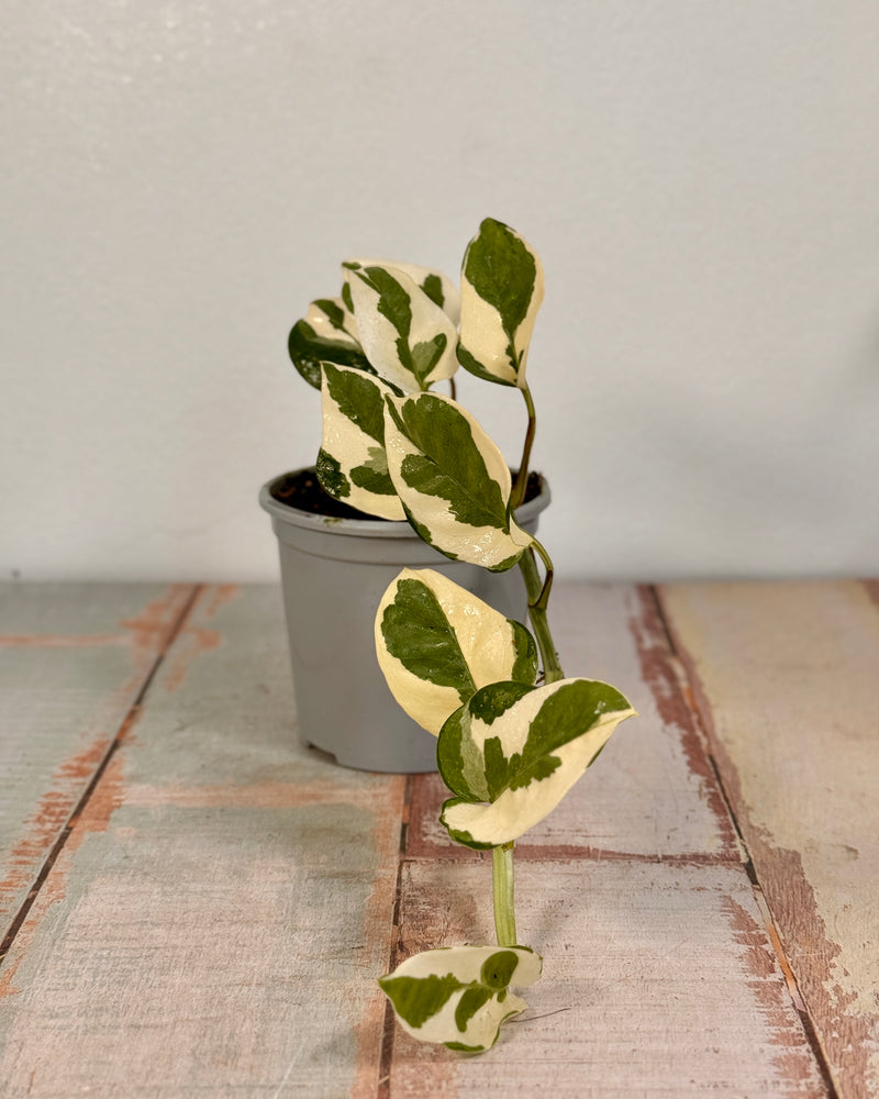 Epipremnum aureum ‘Snow Queen' - Plant Daddy